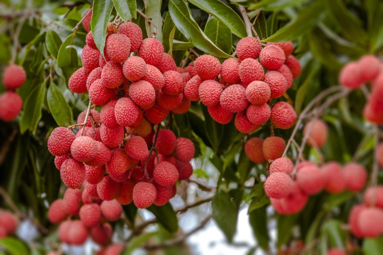 The Litchi Tree Amber Mountain Boutique Hotel Ambohitra ภายนอก รูปภาพ